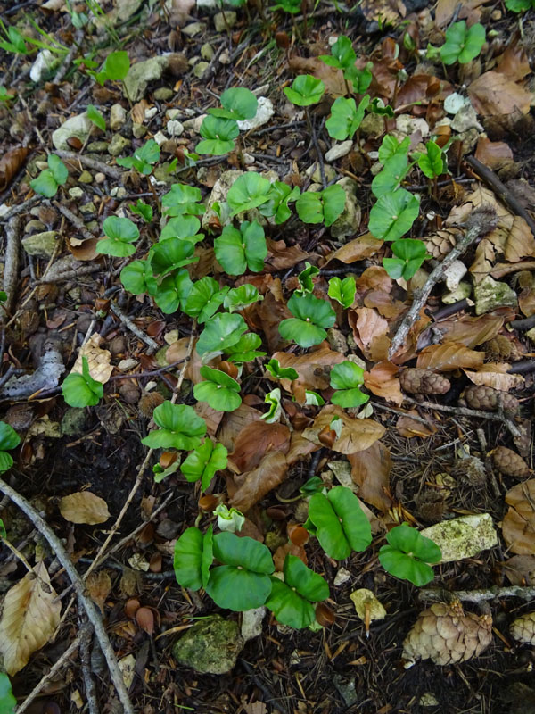 Plantule di....Fagus sylvatica